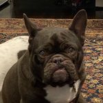 Kobe_Luna_thefrenchies1921 - @kobe_luna_thefrenchies1921 - Instagram