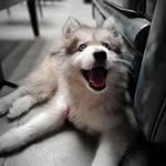 Luna & Kobe - @luna__kobe - Instagram