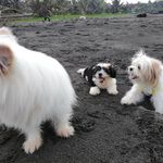 Luna, Kobe and Summer - @thedoggo_luna_kobe_and_summer - Instagram