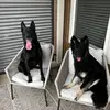 Memo - @kobeluna24 - TikTok