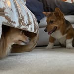 Kobe & Maya💞 - @kobe.maya_muffins - Instagram