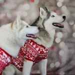 Kobe & Maya - @kobe_maya - Instagram