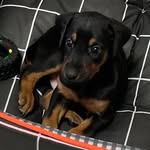 @kobe_maybebryant - Instagram