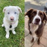 Kobe & Miles - @kobe.miles.the.collies - Instagram