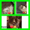 Kobe! norman! and sebastian!❤ - @norman.kobe.sebastion - TikTok