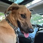 Kobe Bean Owens - @adventures_with_kobe_bean - Instagram