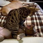 Luna & Kobe Owens - @adventures_of_luna_and_kobe - Instagram