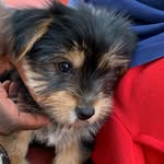 Kobe Patterson - @kpyorkie - Instagram