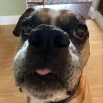 Kobe Rivera🐶🐶 - @kobe_rivera12 - Instagram