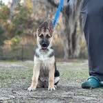 Kobe Robinson - @faykobekennels - Instagram