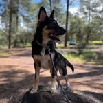 Kobe ⭐️ 🐕‍🦺 - @kobe.shepherd.intraining - Instagram