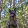 Kobe_dutch_shepherd - @kobe_dutch_shepherd - TikTok