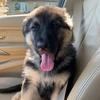 Kobe German Shepherd - @kobethebodyguard - TikTok