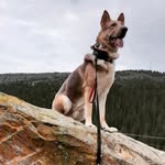 Kobe - @kobe.shepherd.anderson - Instagram