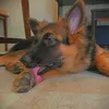 Kobe🐶🦴 - @kobe_german_shepherd - TikTok