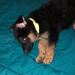 Kobe - @kobe_shepherd20 - Instagram