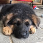 Kobe - @kobe_shepherd - Instagram