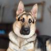 Kobe - @kobe_von_shepherd - TikTok