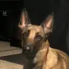 Kobe - @kobethebelgianshepherd - TikTok