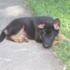 Kobe._Shepherd🖤🐶🐕 - @kobetheshepherd - TikTok