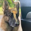 Kobe The Shepherd - @kobegsdog - TikTok