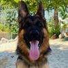 Kobe.germanshepherd - @kobe.germanshepherd - TikTok