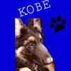 kobetheshepherd0 - @kobetheshepherd0 - TikTok