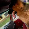 KobetheShepherd - @kobetheshepherd1 - TikTok