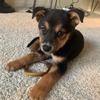 user8071867939499 - @kobetheshepherd824 - TikTok