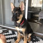 Kobe Smith - @kobetheshephusky - Instagram