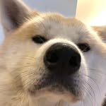 Kobe Wong San AKA Ryoun 凌雲 - @imkobetheakita - Instagram