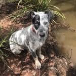 kobi blackwell - @kobi83509 - Instagram