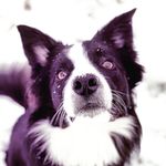 Koby Lee - @koby_thecollie - Instagram