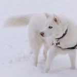 Kodi Stevens - @kodithedog - Instagram