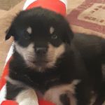 Kody clark - @kodywithak123 - Instagram