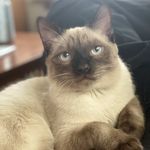 Kody “Sticky Nose” McGee - @kody_thekitten - Instagram