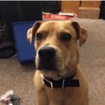 Kody Michaels - @kody_the_doge - Instagram