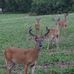 Kody Simpson - Facebook