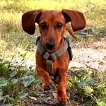 Morris Mäyräkoira - Teckelstaff Papa Pecorino - @morris_koira - Instagram