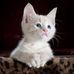 Kojo Arhin - Facebook