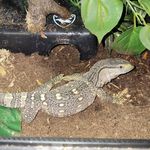 Colby Payne - @president_frog - Instagram