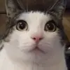 koreybellefleur56 - @korey90bush - TikTok