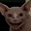 koreyyoung795 - @koreyyoung795 - TikTok