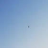 Nikola Korica - @korijandeer - TikTok
