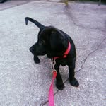 Luna Bell Cortez (16 Weeks) - @luna_theadventurepup - Instagram