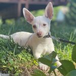 Kory Hall - @kory_thechihuahua - Instagram