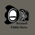 Kory McConnell & Taylor Holt - @mcconnell_wildlifephotos - Instagram