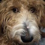 Kris Barton - @salty.dahlia - Instagram