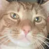 krissbeard1 - @krissbeard1 - TikTok