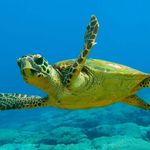 kris conley - @turtles.eat.kris - Instagram